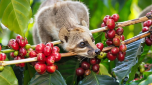 luwak-1600X900